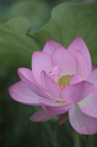 蓮