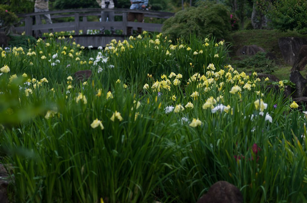 菖蒲