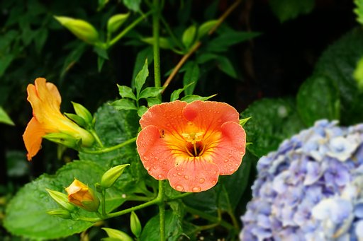 梅雨時の花