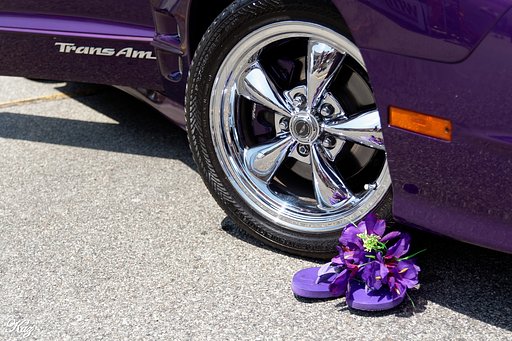 【Purple】 Trans Am