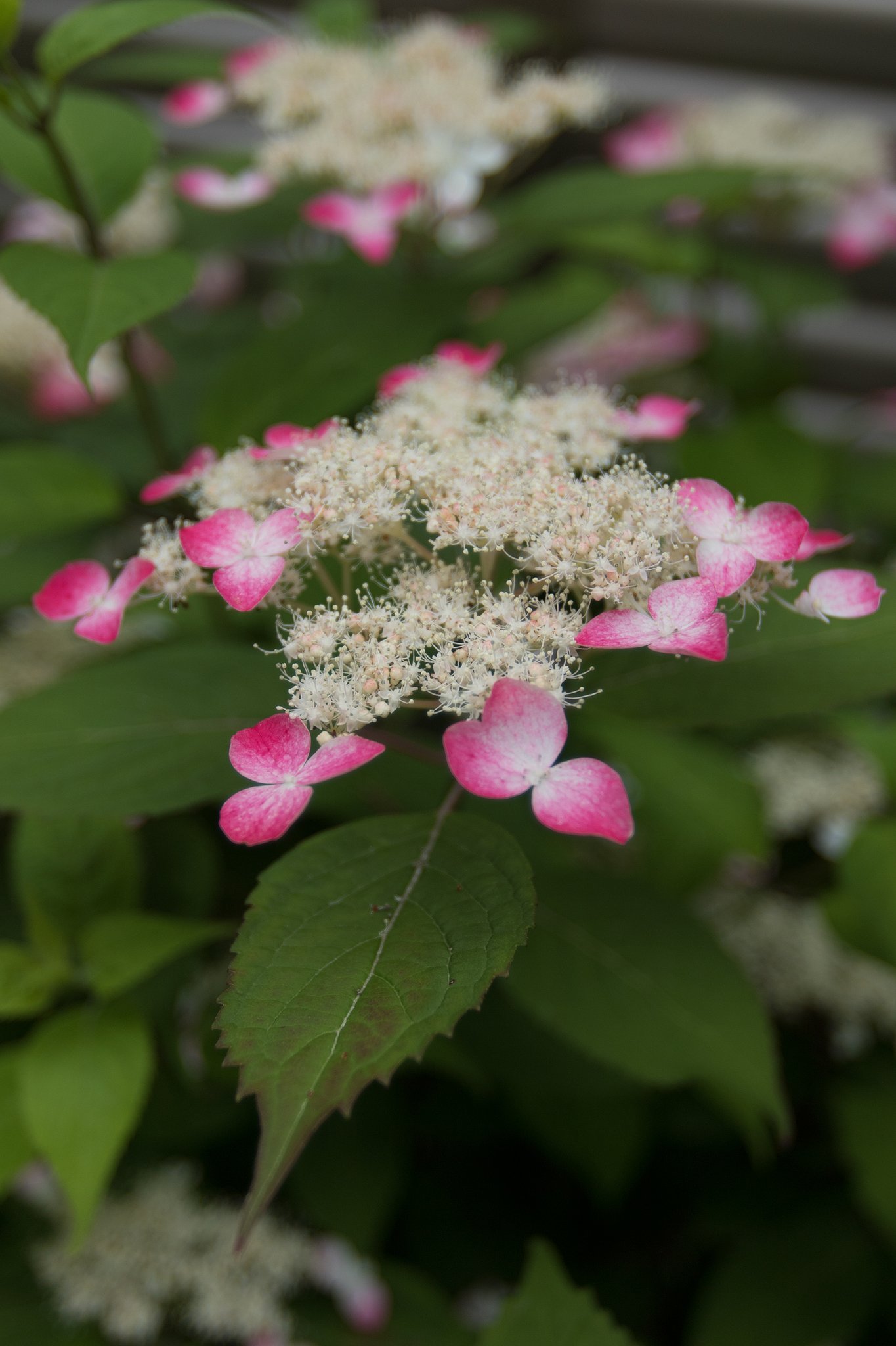 EF16-35mm F2.8 L