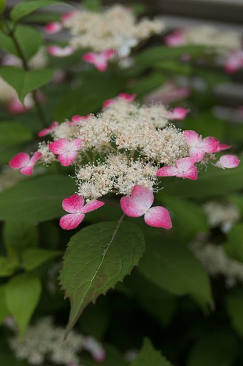 EF16-35mm F2.8 L
