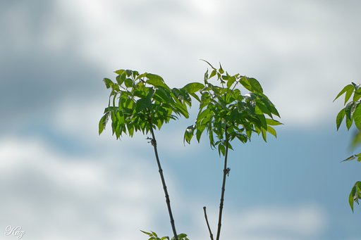 Sigma 50-500mm F4.5-6.3 APO DG OS HSM