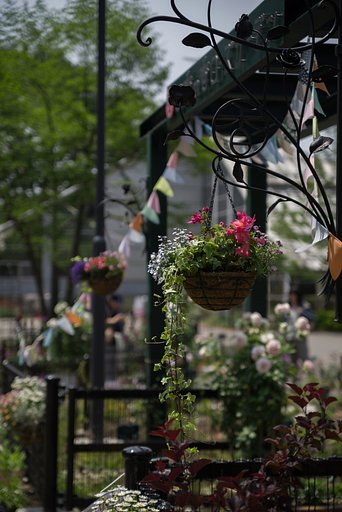 薔薇香る