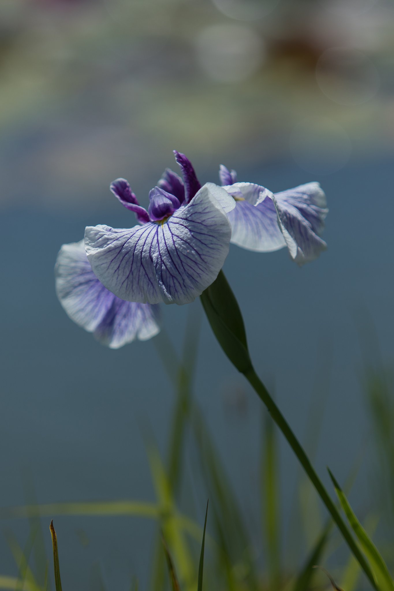 EF70-200mm F2.8 L
