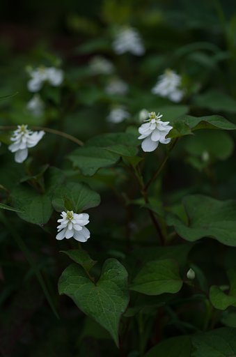 八重