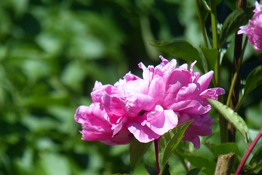 芍薬