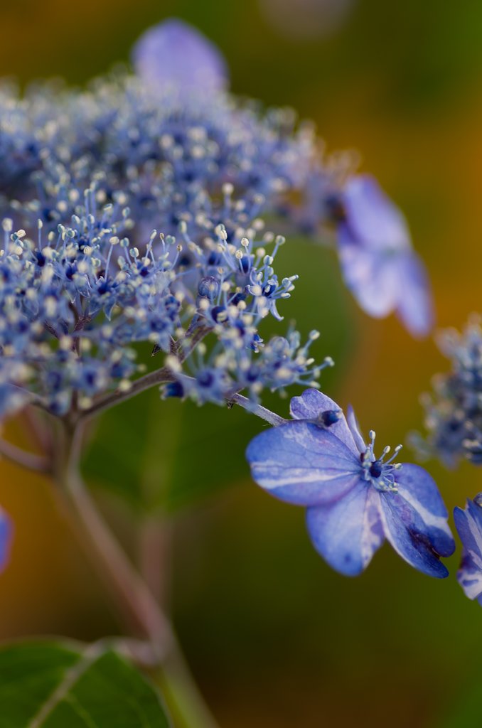PENTAX-D FA MACRO 100mmF2.8