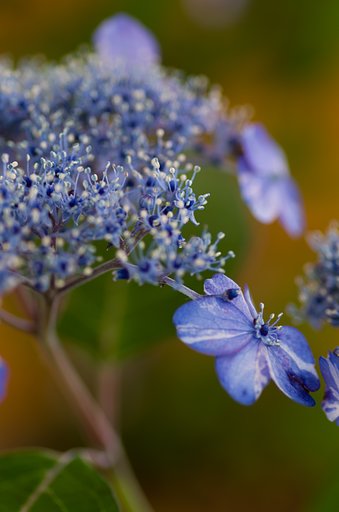 PENTAX-D FA MACRO 100mmF2.8