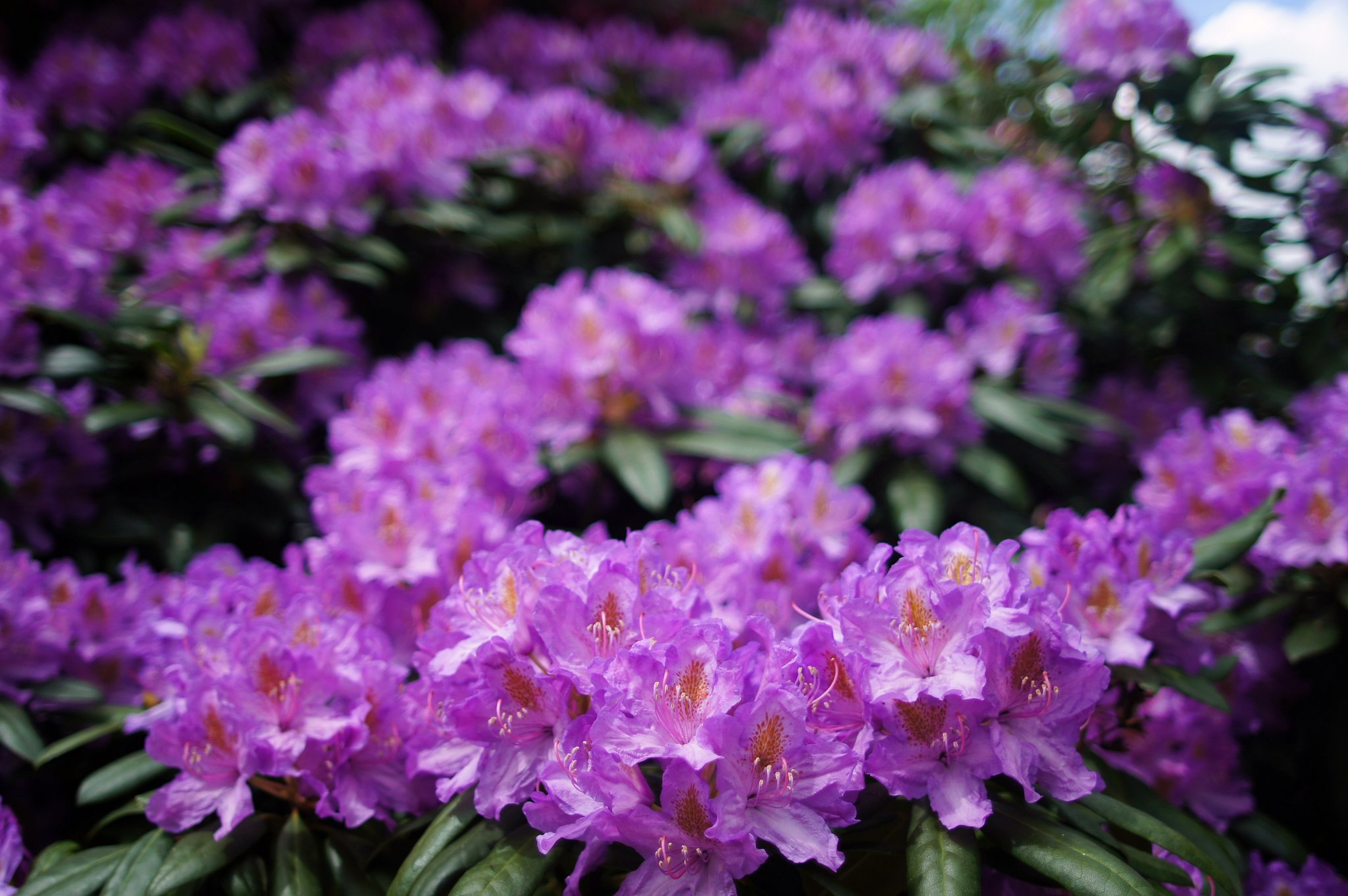 【Purple】Wave