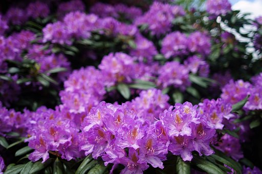 【Purple】Wave