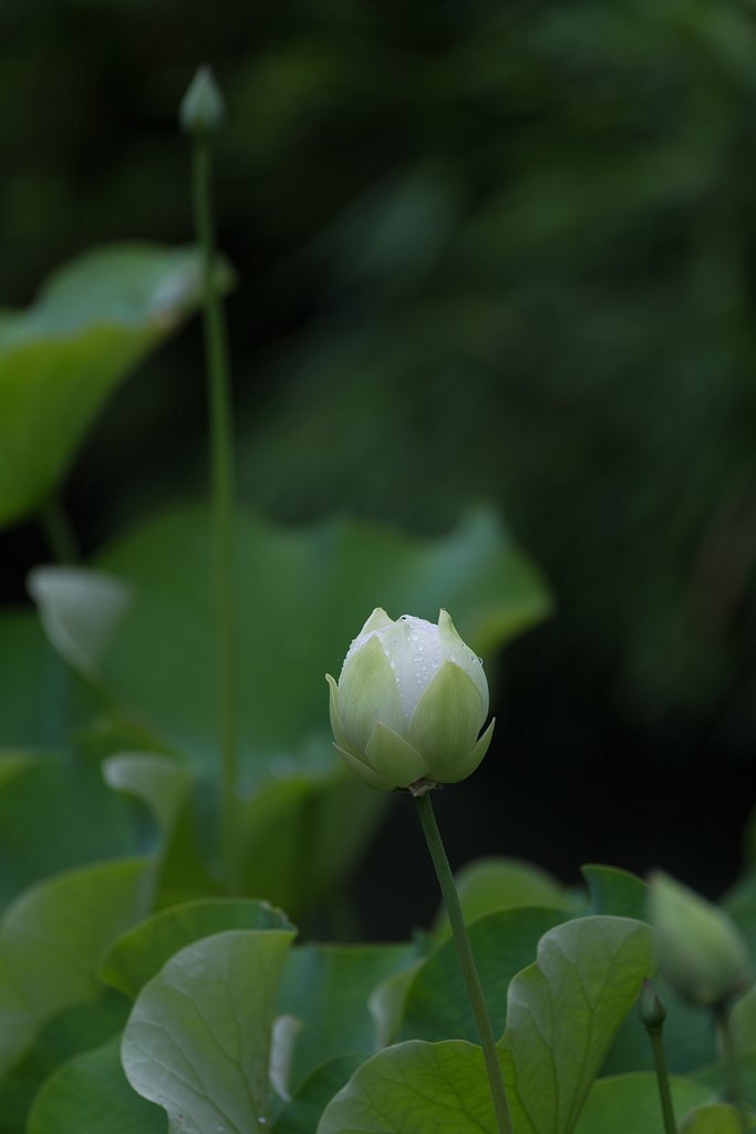 EF100-400mm F4.5-5.6 L IS
