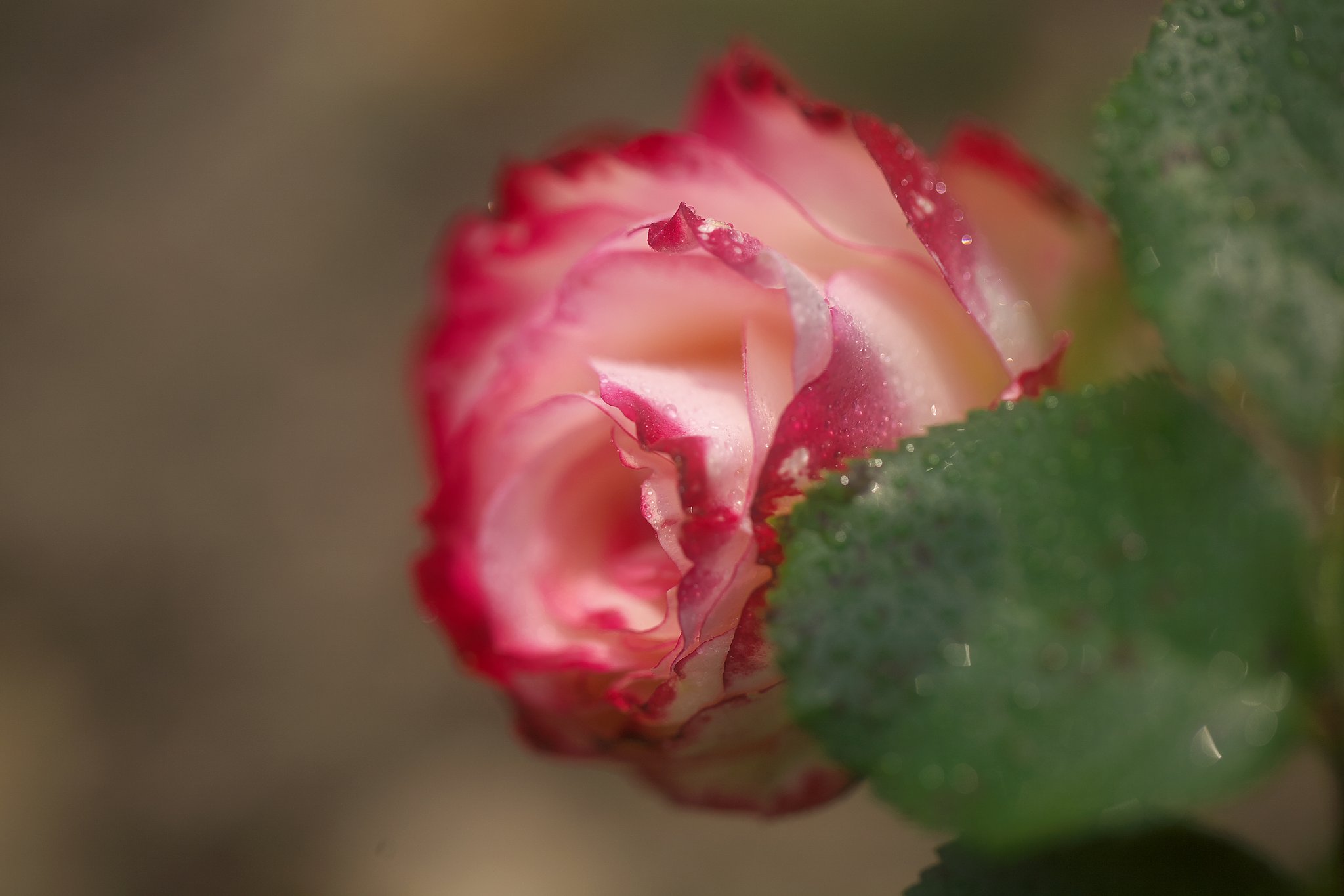 薔薇族の集い^^;