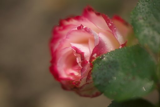 薔薇族の集い^^;