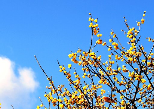 【温】花見れば