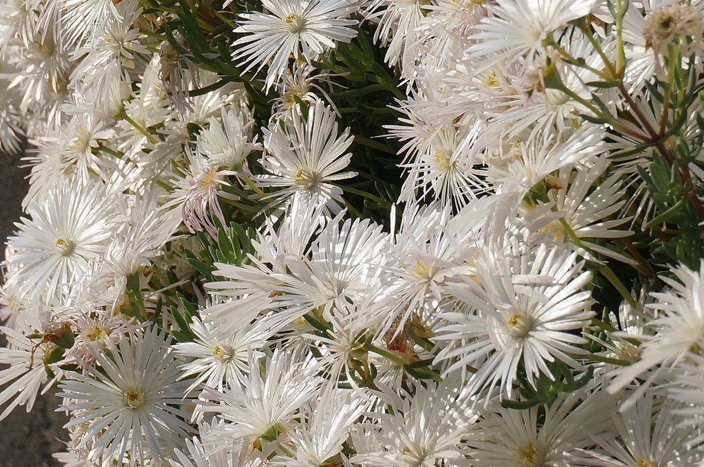 名前❓の花