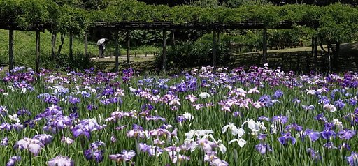 花菖蒲