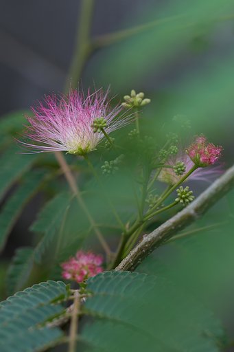 EF100mm F2.8 L IS MACRO