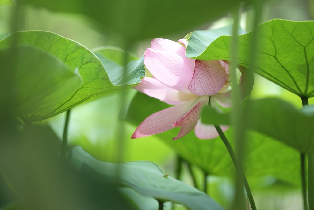 大賀蓮