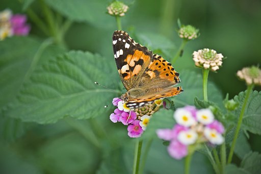 ランタナで食事中「ヒメアカタテハ」