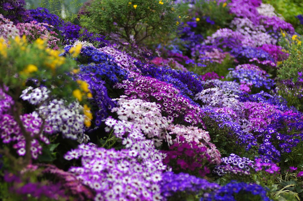 【Purple】錦