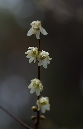 蝋梅