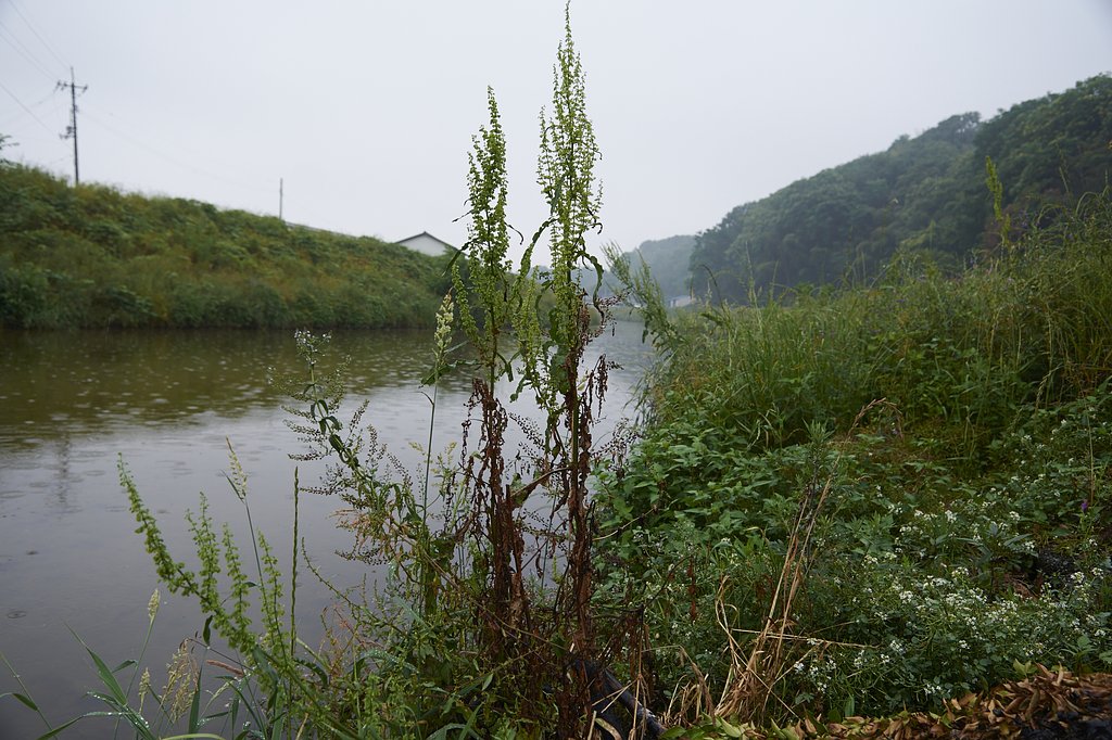 雑草シリーズ　小雨