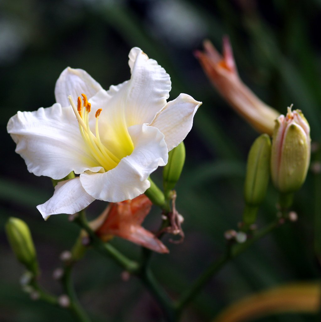 ユリ系の花