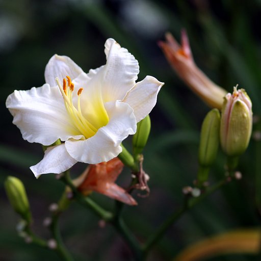 ユリ系の花
