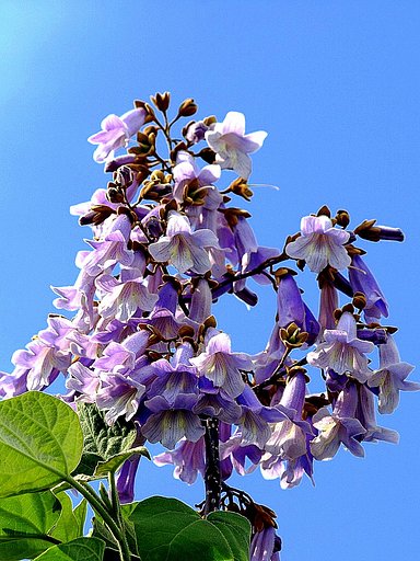 【Purple】桐の花
