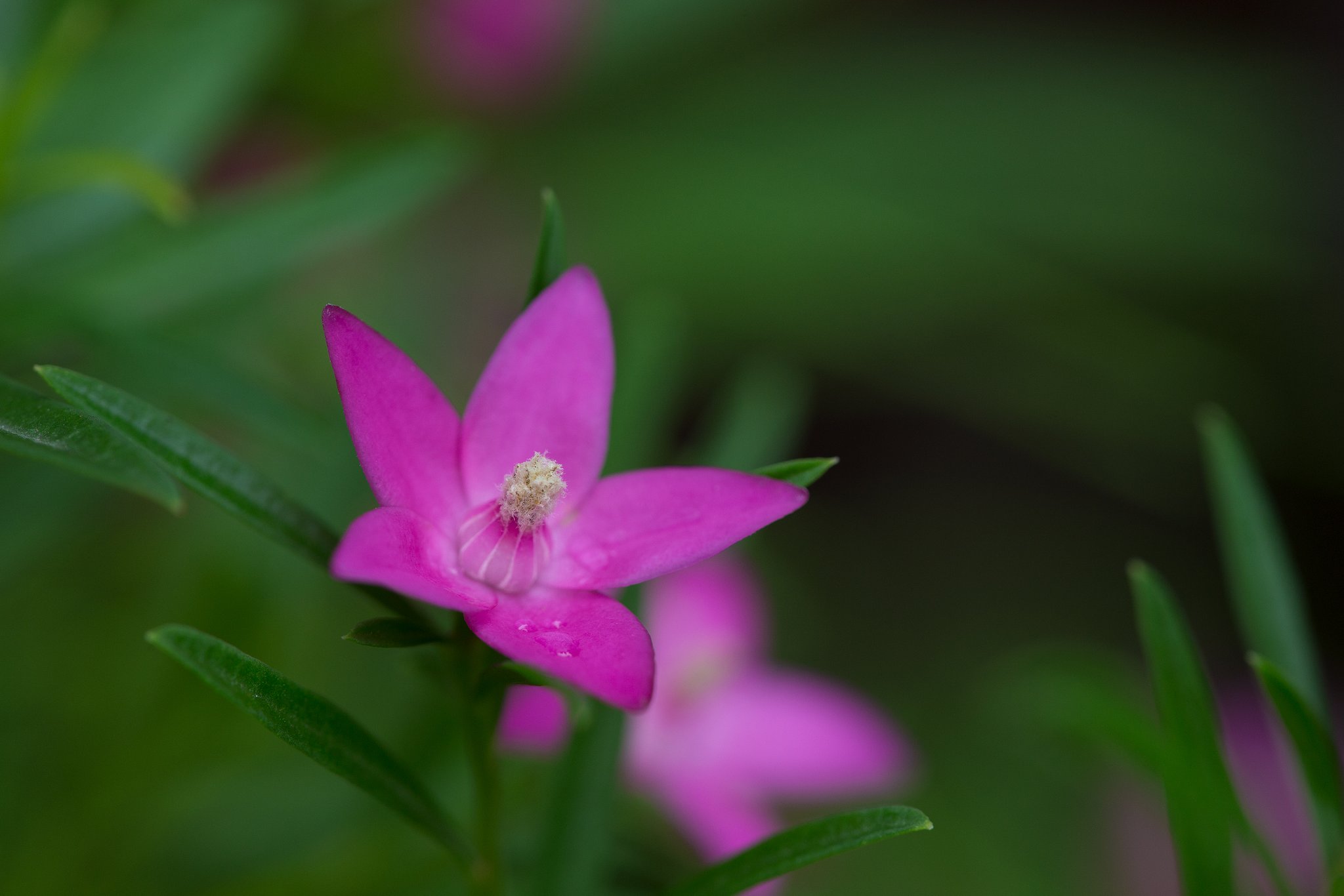 EF180mm F3.5 L MACRO