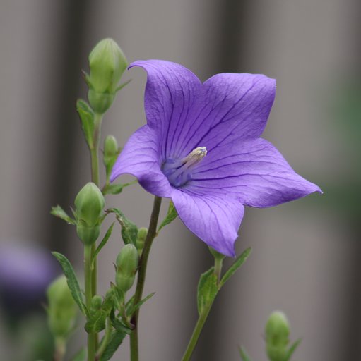 好きな色の花