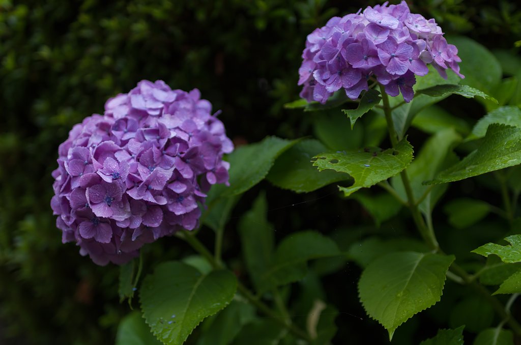 SIGMA 30mm F1.4 DC HSM
