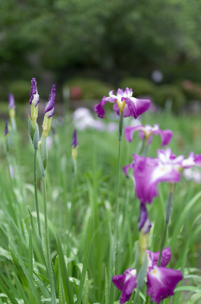 SIGMA 30mm F1.4 DC HSM