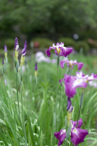 SIGMA 30mm F1.4 DC HSM