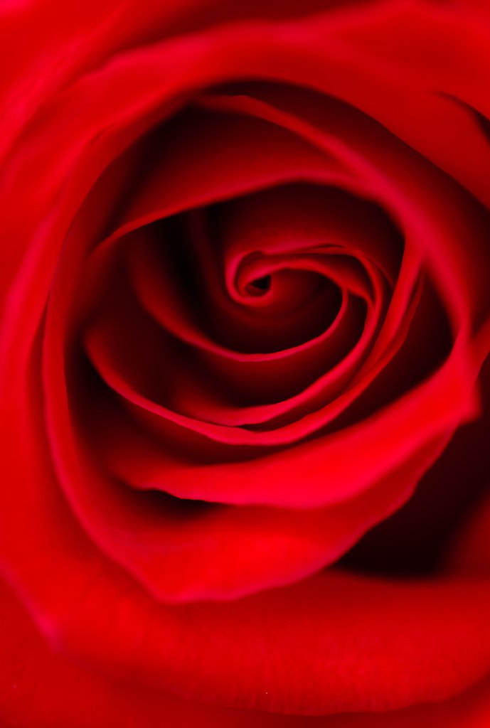 【命】La Vie en rose