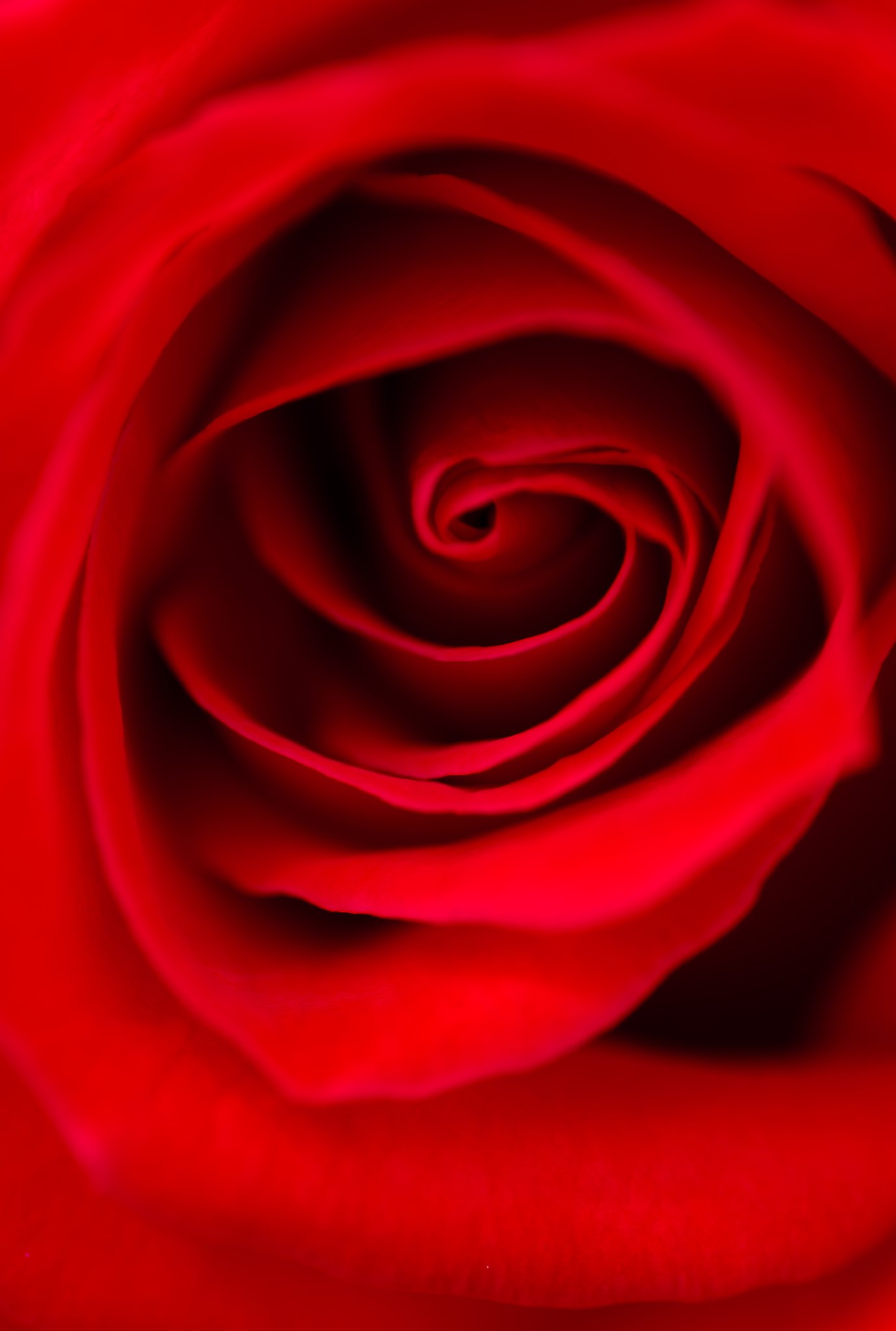 【命】La Vie en rose