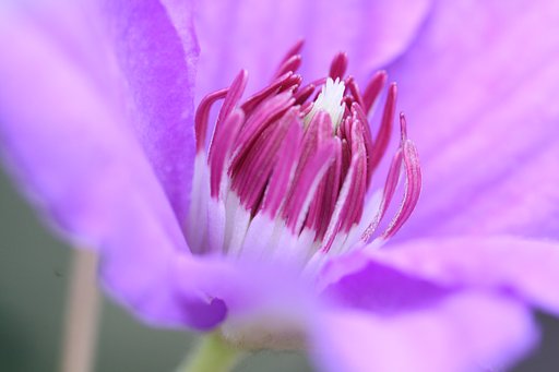 テッセンの蕊