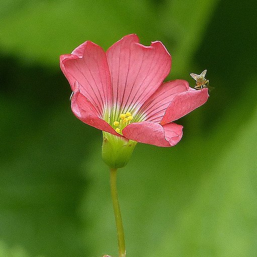 6月15日の写真