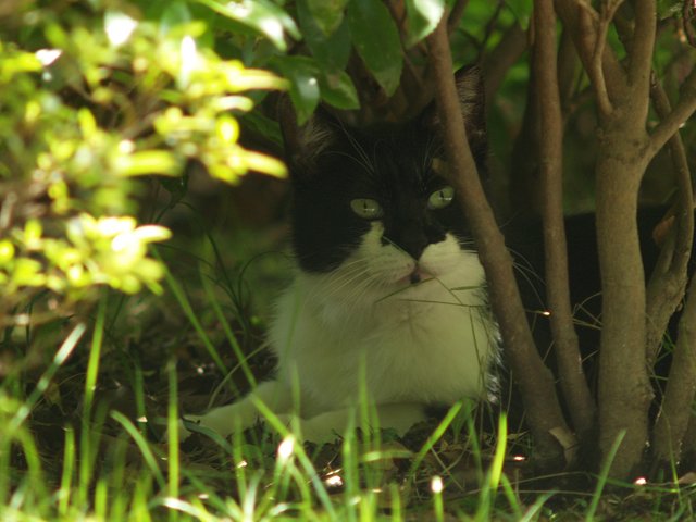 【光】植え込みのかげに