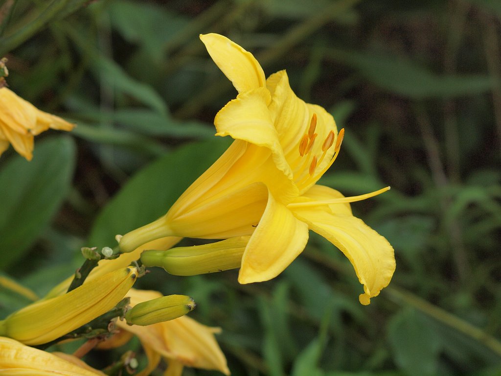 ユリ系の花