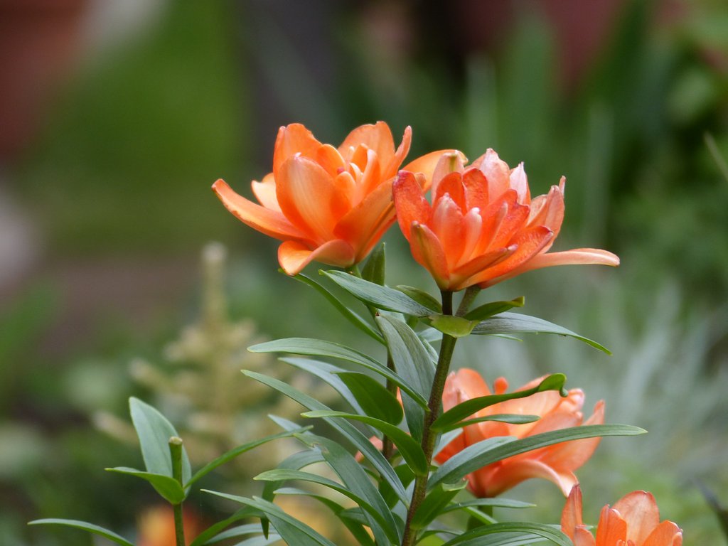百合の花
