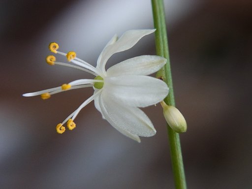 macro　オリズルラン