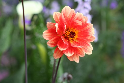 Canon  EF100㎜F2.8　macro
