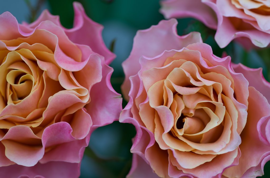 SIGMA MACRO 70mm F2.8