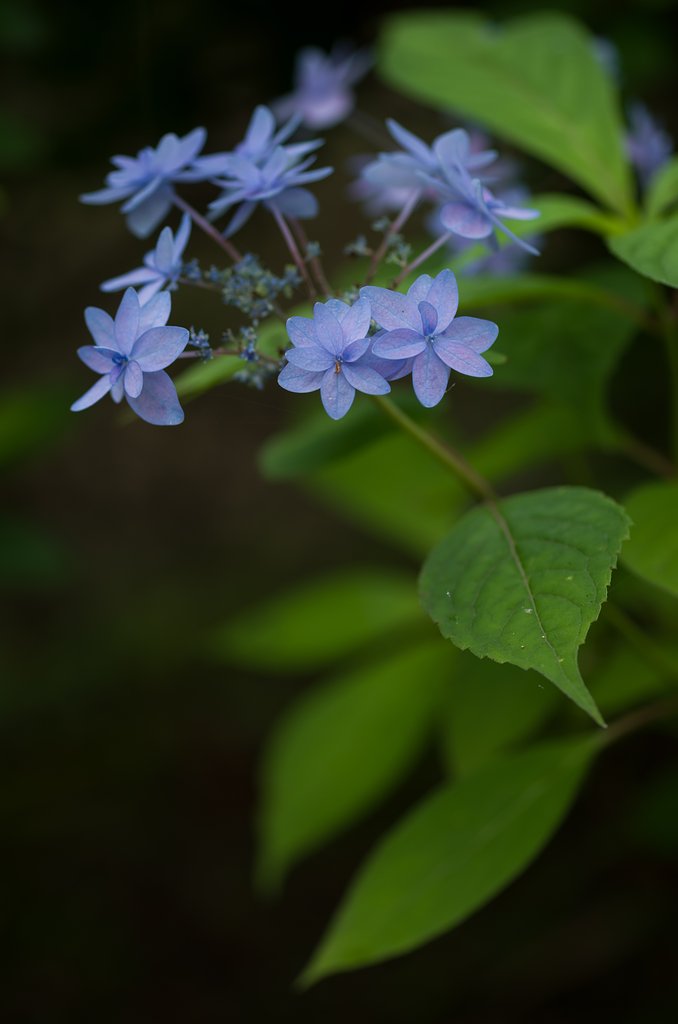 SIGMA MACRO 70mm F2.8