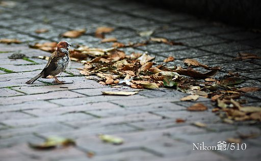 御馳走捕獲