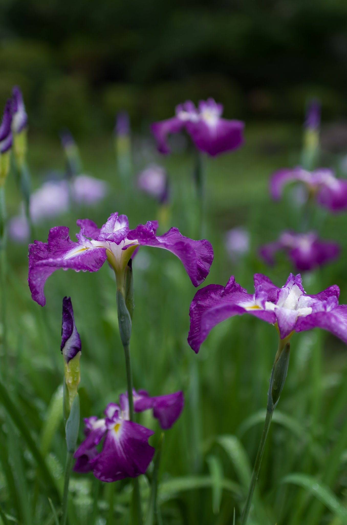SIGMA 30mm F1.4 DC HSM