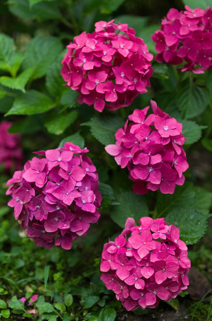 SIGMA 30mm F1.4 DC HSM