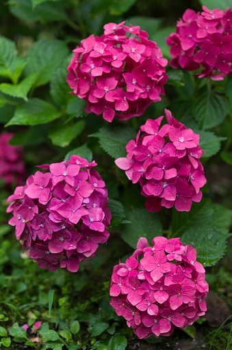 SIGMA 30mm F1.4 DC HSM
